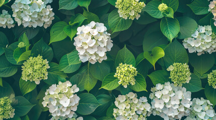 Theme of sustainability and summer, sustainable summer, summer hydrangea flowers modern style background, symmetrical vibrant eco banner, isolated, abstract, organic nature-inspired natural textures