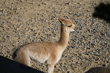 Vigogne dans un parc animalier