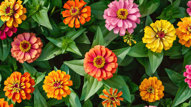 Theme of sustainability and summer, sustainable summer, summer zinnia flowers modern style background, symmetrical vibrant eco banner, isolated, abstract, organic nature-inspired natural textures