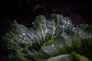 Water drops on a leaf. Cabbage in the garden. Dew on leaf. Green cabbage in raindrops. Growing. Dew on cabbage