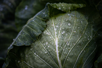 Cabbage in the garden. Dew on leaf. Green cabbage in raindrops. Growing. Dew on cabbage