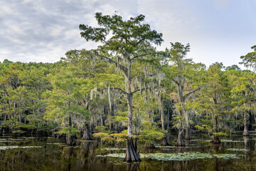 The beauty of the Caddo Lake with trees and their reflections at sunrise - 762240197