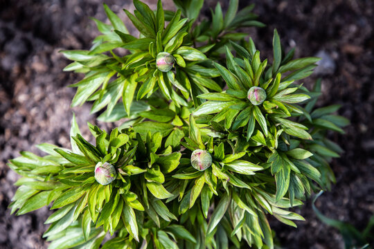 Peony buds. Green flower bush. Green background 