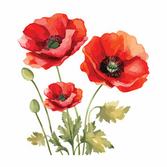 Poppy Clipart clipart isolated on white background --
