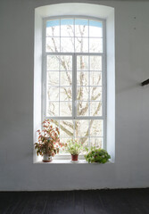 window with flowers in the interior