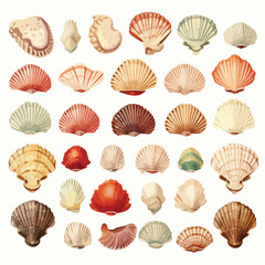 Sea Shells Clipart clipart isolated on white background