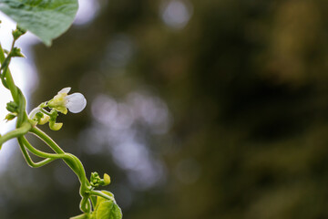 White bean flower blooming outdoors in a vegetable garden in summer