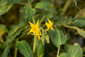 Yellow flower of tomatoes blooming on a garden with green foliage in summer