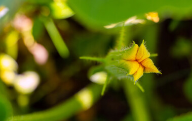 Yellow flower of zucchini with green leaves in the garden in spring