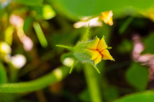 Yellow flower of zucchini with green leaves in the garden in spring