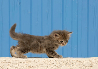 angora kitten outdoor
