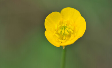  Ranunculus acris in nature