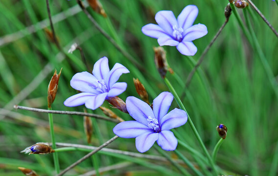 Aphyllanthes monspeliensis in nature