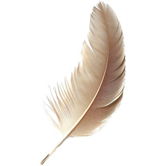 Feather isolated on transparent background