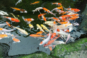 Bilder von Fischen aus dem Aquarium