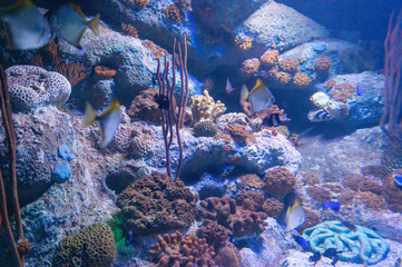 Bilder von Fischen aus dem Aquarium