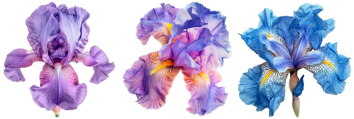 Set of iris flower isolated on transparent background