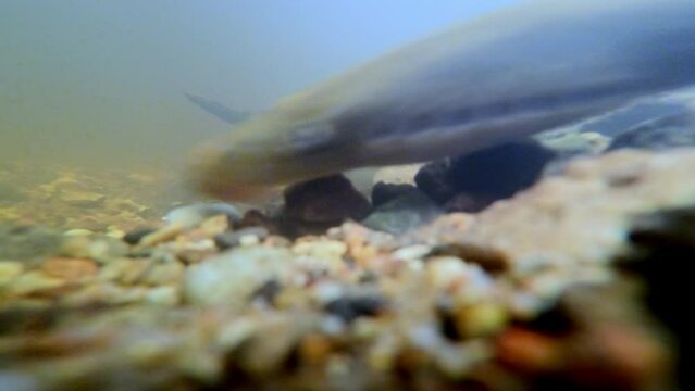 River lamprey, Lampetra fluviatilis, in a shallow river. Rare underwater footage of lampreys preparing the place for spawning. Spawning River lamprey. European nature.