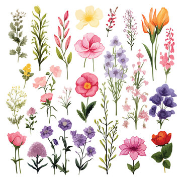 Various Watercolor flower Clipart