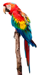 Colorful Parrot Perched on Top of Tree Branch - Cut out, Transparent background