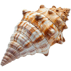 Fototapeta premium shell isolated on transparent background