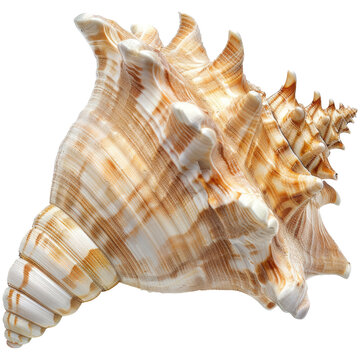 shell isolated on transparent background
