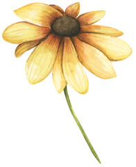 Watercolor painting of wildflower. - 762249376