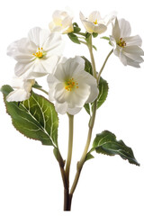 White Primrose flower, isolated on transparent background