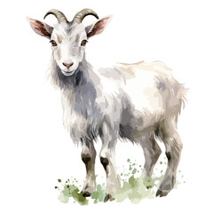 Naklejka na ściany i meble Watercolor Goat Clipart isolated on white background