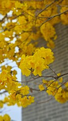 Tabebuia chrysantha/roble amarillo