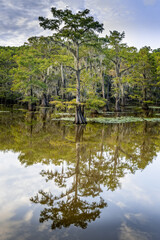 The beauty of the Caddo Lake with trees and their reflections on a summer day