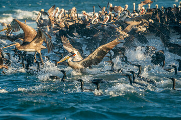 pelicans and cormorant and birds colony in baja california sur mexico, magdalena bay