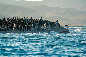 pelicans and cormorant and birds colony in baja california sur mexico, magdalena bay