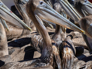 pelicans in baja california sur mexico, magdalena bay - 762254799