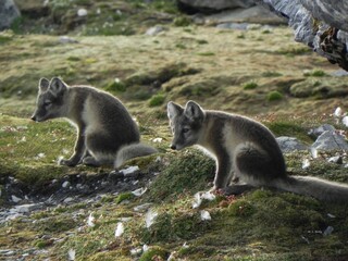 2 jeunes renards arctiques à l'affut. suspense. au pied d'une falaise  dans le Grand Nord, au Spitzberg. une chance inouïe