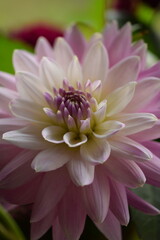 Dahlia pink and white flower closeup, single dahlia flower.