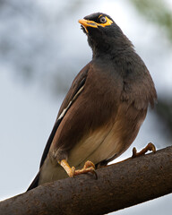 Oiseau de Madagascar