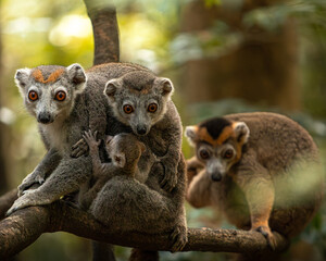 Famille de lémuriens couronnés