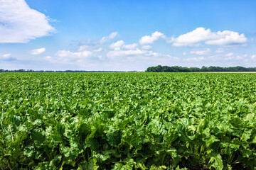 green field of sugar beet with blue sky background