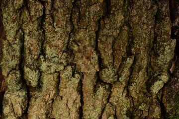 Bark brown and green texture, bark background,  natural cortex background. Tree bark closeup.