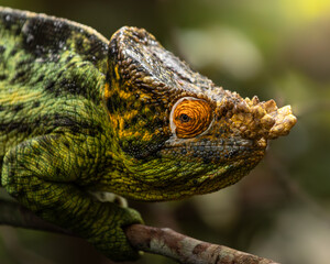 Caméléon de Parson sur une branche