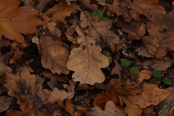 Autumn leaves background, dry brown autumn leaves carpet, leaves fallen from trees in forest, oak leaves,  autumn forest background, bokeh, selective focus.