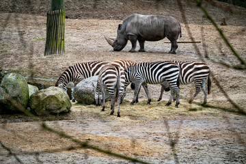 rhino and zebras near a water hole in zoo