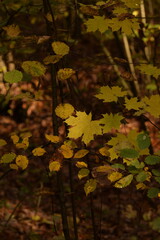 Autumn leaves closeup on bokeh forest background, autumn trees in colors, colors of autumn, selective focus, fall background.