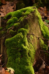 Moss on tree trunk, green forest background, green moss and brown dried leaves, natural forest...