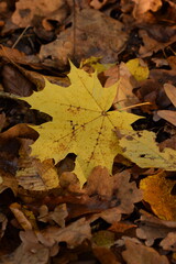 Dry autumn maple leaves closeup, maple leaves background, natural autumn leaves background, autumn leaves closeup background. 
