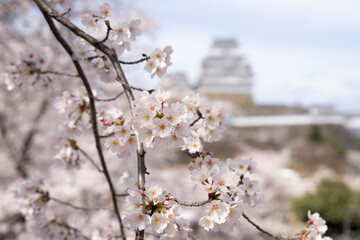 姫路城と桜