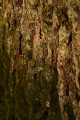 Bark brown and green texture, bark background, natural cortex background. Tree bark closeup.