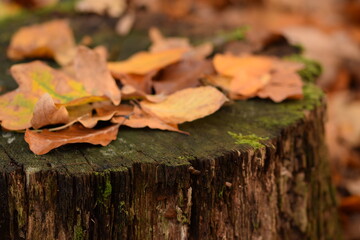 Autumn leaves on cut tree trunk in forest, natural autumn forest background, selective focus.