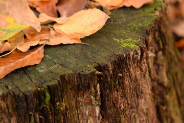 Autumn leaves on cut tree trunk in forest, natural autumn forest background, selective focus.